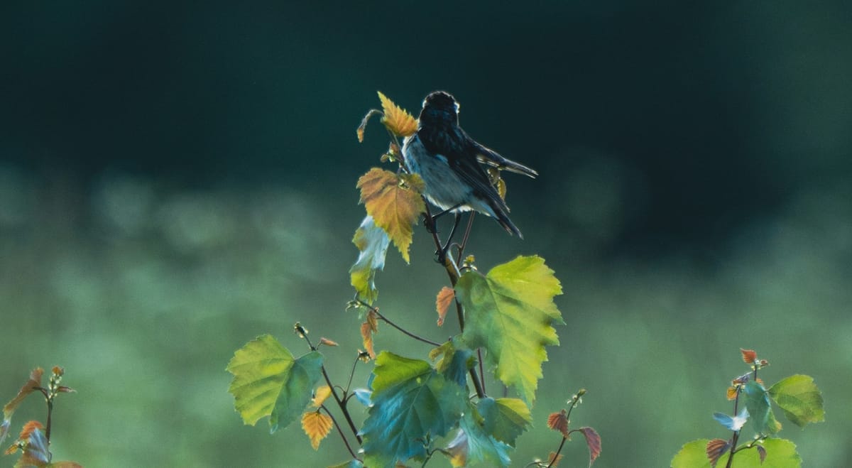 Minima acción Post feature image