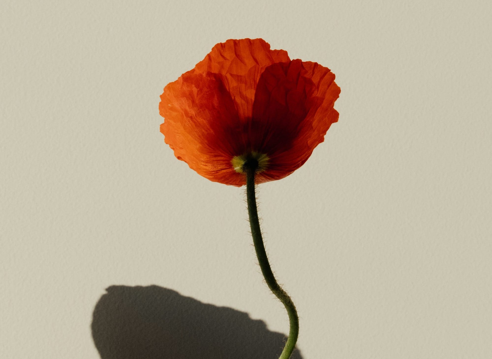 Lo que creemos que es así imagen destacada